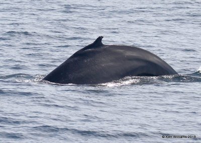 Humpback Whale, Monterey, CA, 3-24-19, Jpa_90210.jpg