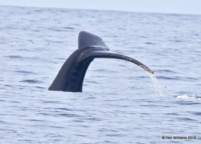 Humpback Whale, Monterey, CA, 3-24-19, Jpa_90230.jpg