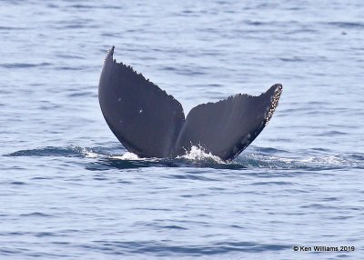 Humpback Whale, Monterey, CA, 3-24-19, Jpa_90235.jpg