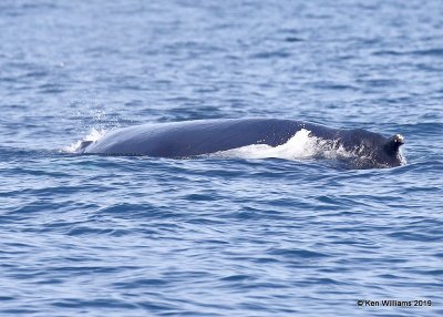 Hump-back Whale, Monterey, CA, 3-24-19, Jpa_91907.jpg