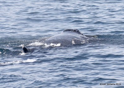 Humpback Whale, Monterey, CA, 3-24-19, Jpa_91919.jpg