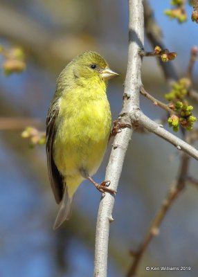 Lesser Goldfinch female, Paso Robles, CA, 03_25_2019, Jp_92288.jpg