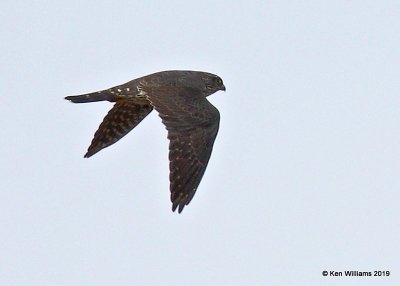 Merlin, Petrified Forest National Park, AZ, 3-27-19, Jpa_92773.jpg