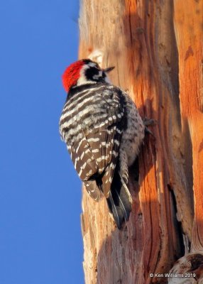 Nuttall's Woodpecker male, Paso Robles, CA, 03_25_2019, Jpa_92005.jpg