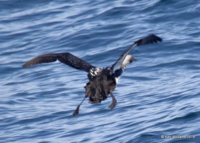 Pacific Loon breeding plumage, Monterey, CA, 3-24-19, Jpa_91781.jpg