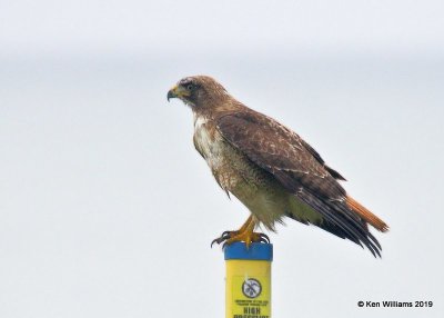 Red-tailed Hawk, Western subspecies, North of Moro Bay, CA, 3-23-19, Jpa_89644.jpg