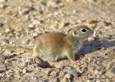 Round-Tailed Ground Squirrel - Spermophilus tereticaudus, Sweetwater Wetland, Tucson, AZ, 3-18-19, Jpa_87674.jpg