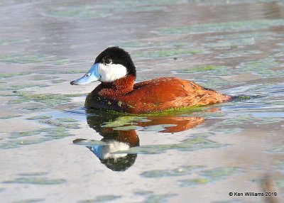Ruddy Duck male, Sweetwater Wetland, Tucson, AZ, 3-18-19, Jpa_87680.jpg