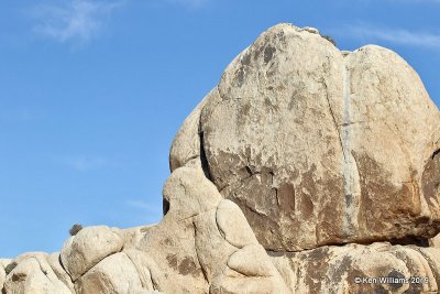 Scenery, Joshua Tree NP, CA, 3-19-19, Jpa_88001.jpg