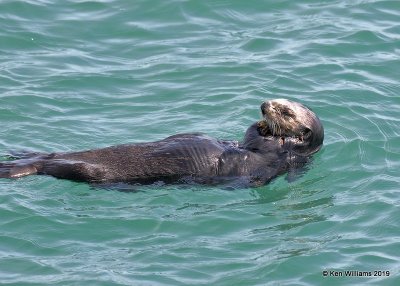 Sea Otter, Harford Pier, CA, 3-22-19, Jpa_88537.jpg