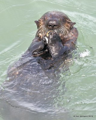 Sea Otter, Harford Pier, CA, 3-22-19, Jpa_88629.jpg