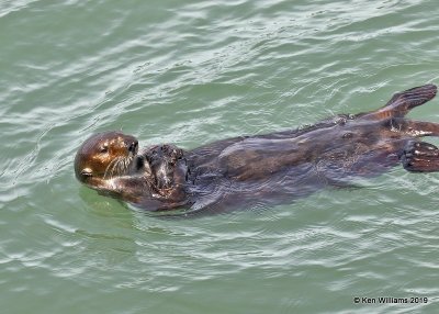 Sea Otter, Harford Pier, CA, 3-22-19, Jpa_88647.jpg