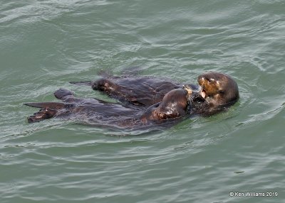 Sea Otter, Harford Pier, CA, 3-22-19, Jpa_88672.jpg