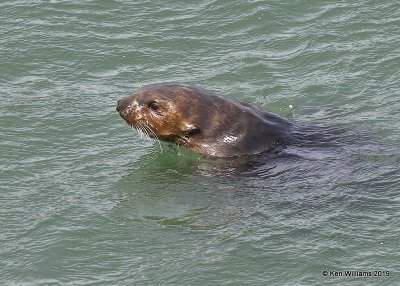 Sea Otter, Harford Pier, CA, 3-22-19, Jpa_88698.jpg