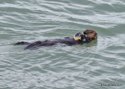 Sea Otter, Harford Pier, CA, 3-22-19, Jpa_88702.jpg