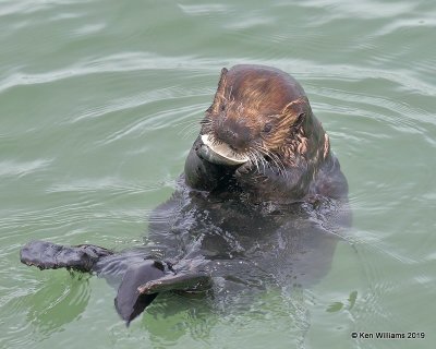 Sea Otter, Harford Pier, CA, 3-22-19, Jpa_88732.jpg