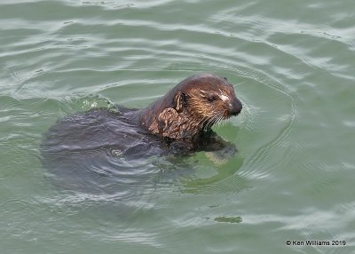 Sea Otter, Harford Pier, CA, 3-22-19, Jpa_88735.jpg