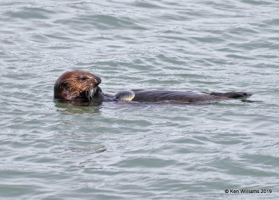 Sea Otter, Harford Pier, CA, 3-22-19, Jpa_88778.jpg
