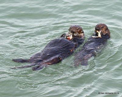 Sea Otters, Harford Pier, CA, 3-22-19, Jpa_88679.jpg