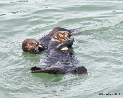 Sea Otters, Harford Pier, CA, 3-22-19, Jpa_88687.jpg