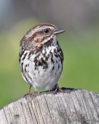 Song Sparrow, Leffingwell Landing State Park, CA, 3-23-19, Jpa_89750.jpg