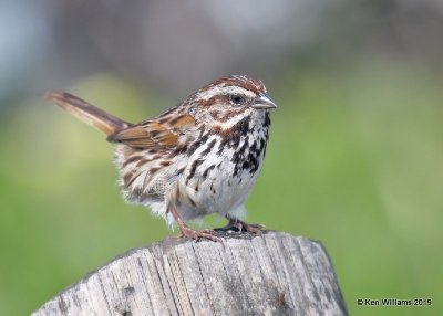 Song Sparrow, Leffingwell Landing State Park, CA, 3-23-19, Jpa_89751.jpg