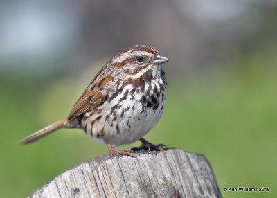 Song Sparrow, Leffingwell Landing State Park, CA, 3-23-19, Jpa_89767.jpg