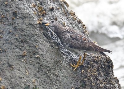 Surfbird molting into breeding plumage, Moro Bay, 3-23-19, Jpa_89567.jpg