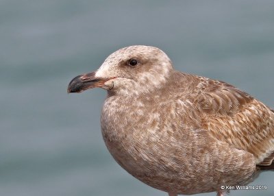 Western Gull 1st cycle, Harford Pier, CA, 3-22-19, Jpa_89043.jpg