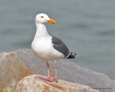Western Gull breeding plumage, Harford Pier, CA, 3-22-19, Jpa_89099.jpg