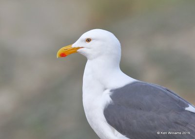 Western Gull breeding plumage, Harford Pier, CA, 3-22-19, Jpa_89125.jpg