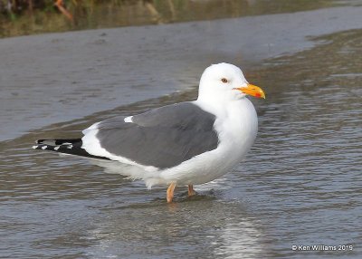 Western Gull breeding plumage, Harford Pier, CA, 3-22-19, Jpa_89245.jpg
