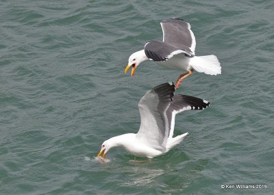 Western Gulls breeding plumage, Harford Pier, CA, 3-22-19, Jpa_88923.jpg