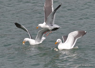 Western Gulls breeding plumage, Harford Pier, CA, 3-22-19, Jpa_88958.jpg