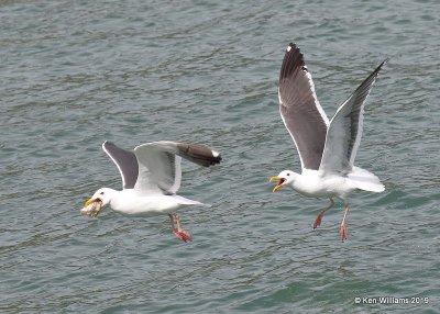 Western Gulls breeding plumage, Harford Pier, CA, 3-22-19, Jpa_88969.jpg