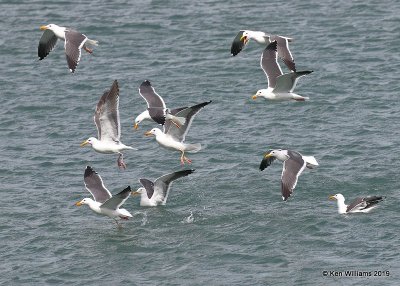Western Gulls breeding plumage, Harford Pier, CA, 3-22-19, Jpa_88973.jpg