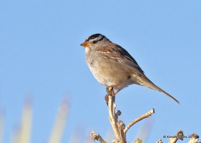 White-crowned Sparrow adult, Gambels subspecies, Lancaster CA, 3-22-19, Jpa_88335.jpg
