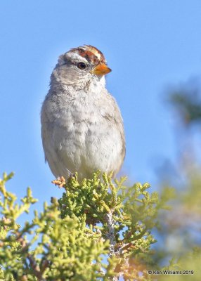 White-crowned Sparrow juvenile, Gambels subspecies, Joshua Tree NP, CA, 3-19-19, Jpa_88027.jpg