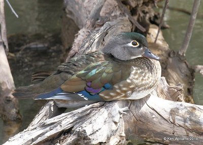 Wood Duck female, Albuquerque, NM, 3-27-19, Jpa2_92970.jpg