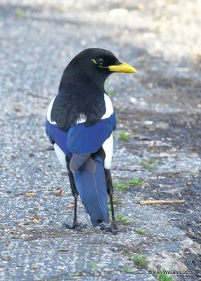 Yellow-billed Magpie, N. San Miguel, CA, 3-24-19, Jpa_90771.jpg