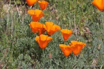 California Poppies, Antelope Valley Poppy Preserve, Lancaster, CA, 3-25-19, Jpa_92520.jpg