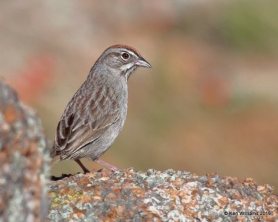 Rufous-crowned Sparrow, Wichita Mountains NWR, OK, 4-28-19, Jpa_38255.jpg