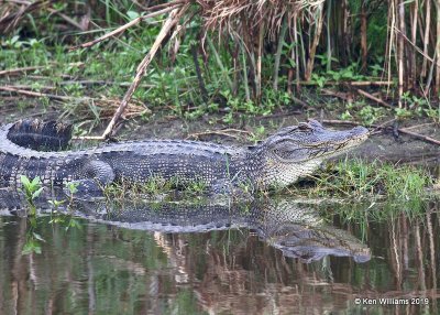 American Alligator, Anahuac NWR, TX, 4-18-19, Jpa_94561.jpg