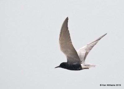 Black Tern, Bolivar Flats, TX, 4-17-19, Jpa_94153.jpg