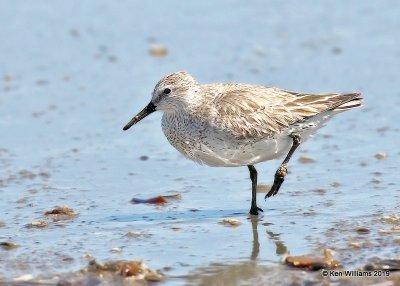 Red Knot, Surfside Beach, TX, 4-19-19, Jpa_95712.jpg