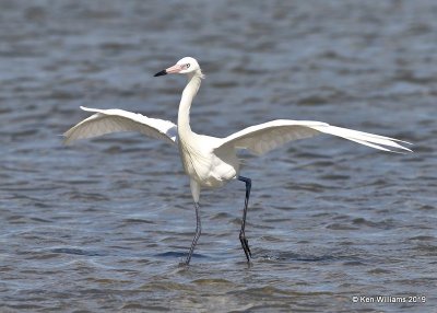 Reddish Egret, white morph, S. Padre Island, TX, 4-22-19, Jpa_98087.jpg