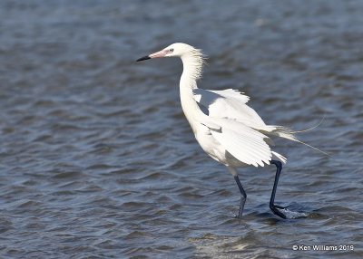 Reddish Egret, white morph, S. Padre Island, TX, 4-22-19, Jpa_98102.jpg