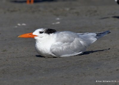 Royal Tern, S. Padre Island, TX, 4-22-19, Jpa_97762.jpg