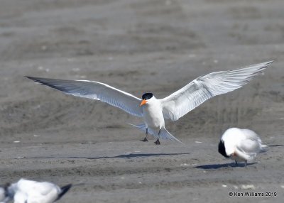 Royal Tern, S. Padre Island, TX, 4-22-19, Jpa_97801.jpg