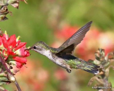 Ruby-throated Hummingbird female, Quintana, TX, 4-19-19, Jpa_96066.jpg